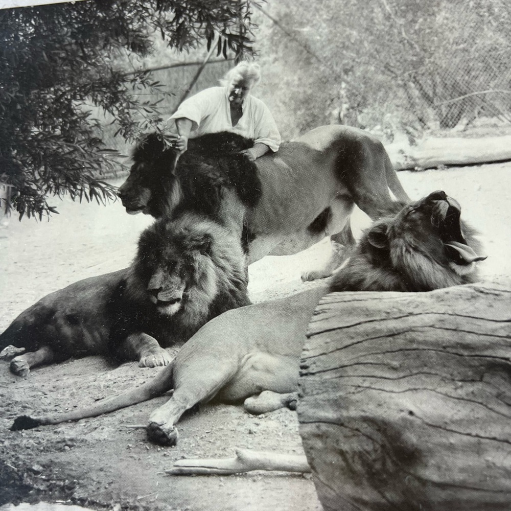 Totally Wacky Framed Print of a Woman Brushing a Lion — whatttt???